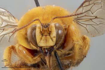 Media type: image;   Entomology 810852 Aspect: head frontal view